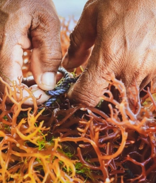 algae-swiss-kelp-banner